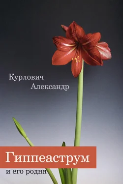 Александр Курлович Гиппеаструм и его родня обложка книги