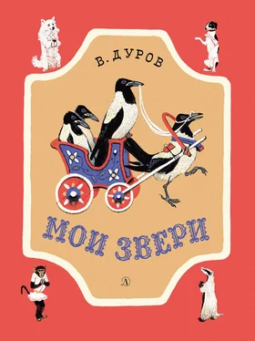 Владимир Дуров Мои звери (сборник) обложка книги