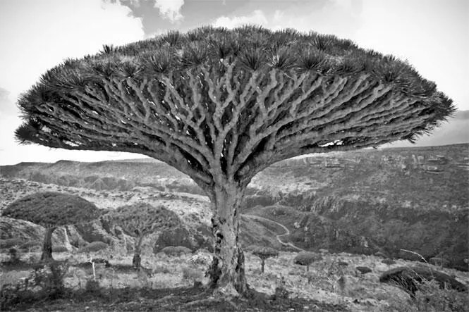 Драконово дерево Город СантаКрус выстроен некрасиво однако очень изряден - фото 8