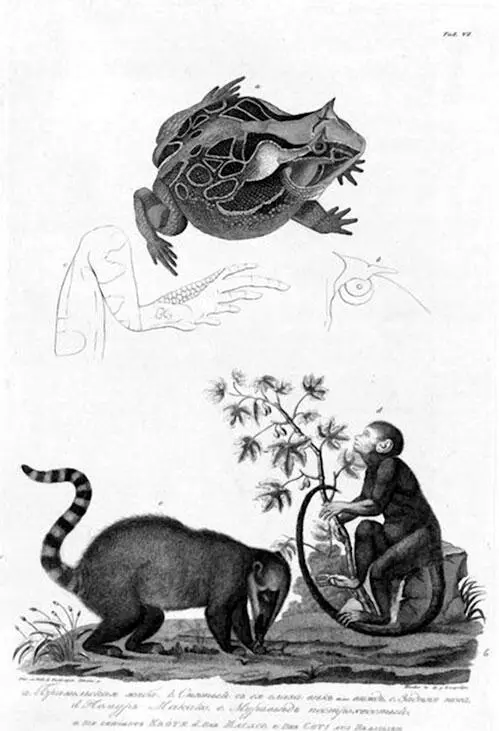 Из Атласа к путешествию вокруг света капитана Крузенштерна ВТ Тилезиуса - фото 11