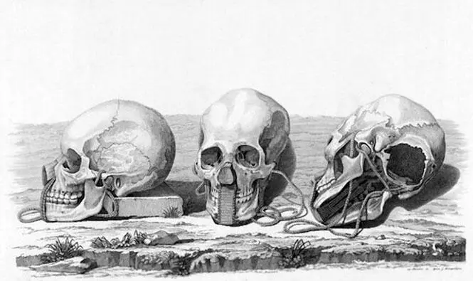 Изображение нукагивийских черепов Из Атласа к путешествию вокруг света - фото 20