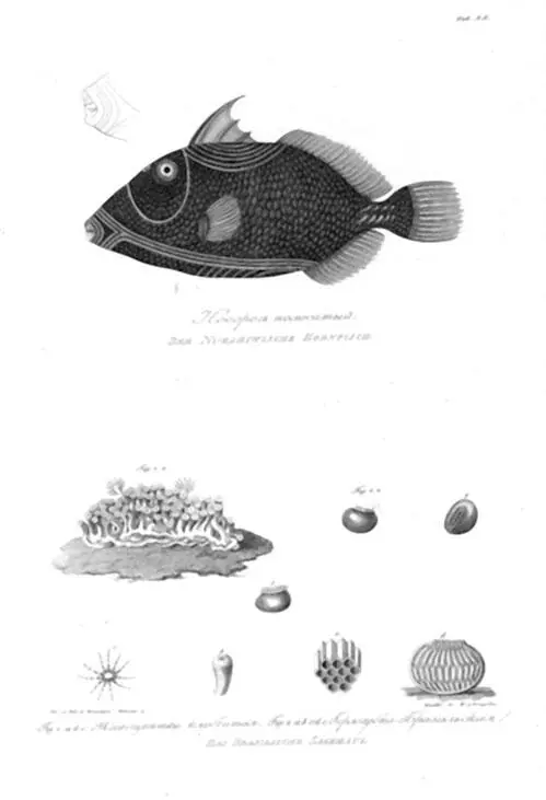 Из Атласа к путешествию вокруг света капитана Крузенштерна ВТ Тилезиуса - фото 22