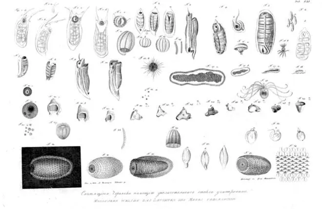 Из Атласа к путешествию вокруг света капитана Крузенштерна ВТ Тилезиуса - фото 23