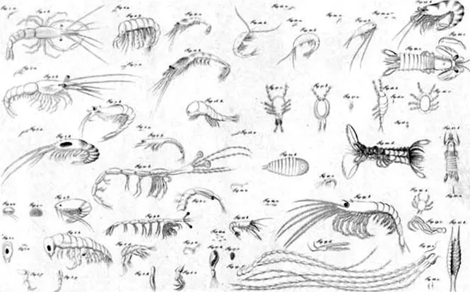 Из Атласа к путешествию вокруг света капитана Крузенштерна ВТ Тилезиуса - фото 24