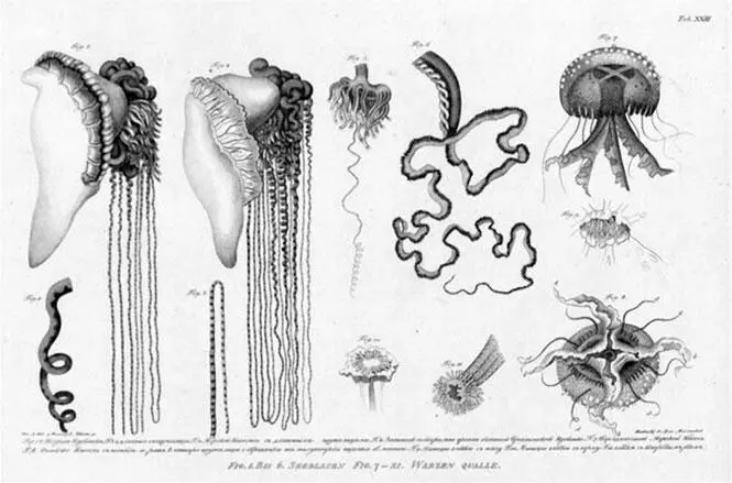 Из Атласа к путешествию вокруг света капитана Крузенштерна ВТ Тилезиуса - фото 25