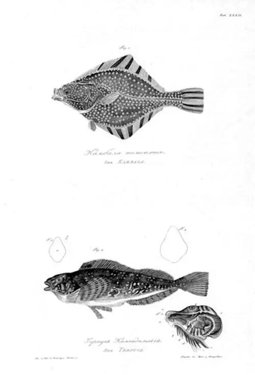 Из Атласа к путешествию вокруг света капитана Крузенштерна ВТ Тилезиуса - фото 28