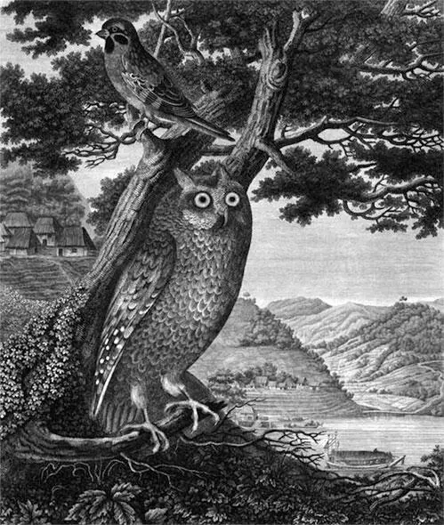 Изображение совы пойманной на корабле близ Японии Из Атласа к путешествию - фото 29