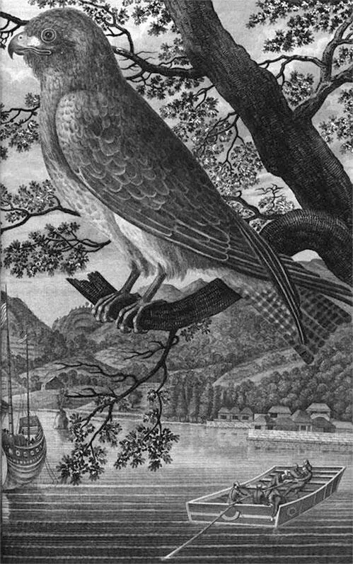 Японская птица именуемая скопа Крайне жалко что просвещенная европейская - фото 32