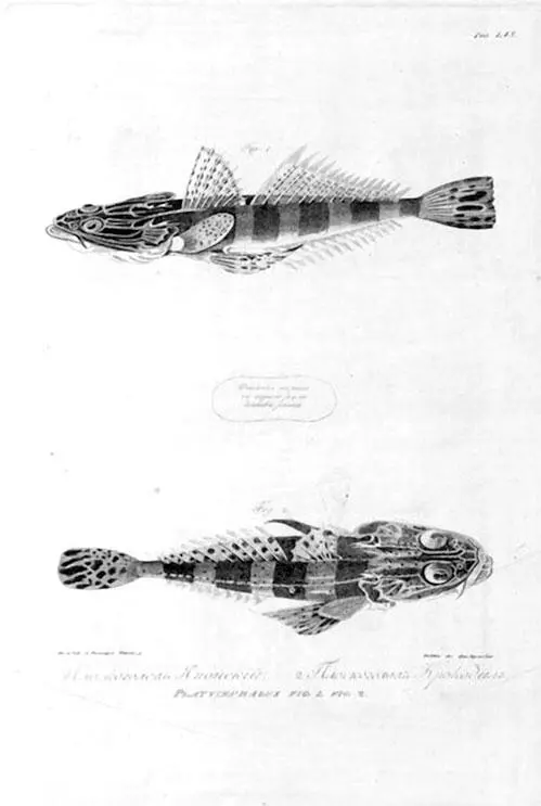 Из Атласа к путешествию вокруг света капитана Крузенштерна ВТ Тилезиуса - фото 45