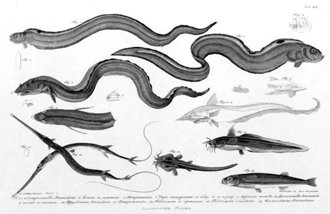 Из Атласа к путешествию вокруг света капитана Крузенштерна ВТ Тилезиуса - фото 46