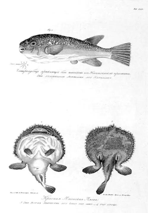 Из Атласа к путешествию вокруг света капитана Крузенштерна ВТ Тилезиуса - фото 47
