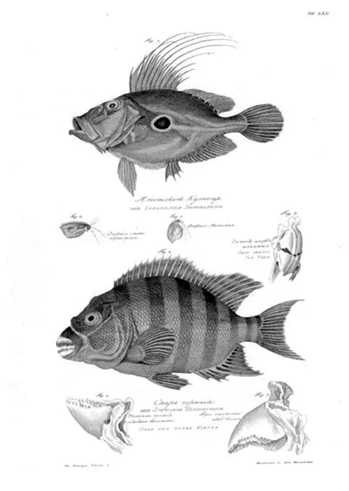 Из Атласа к путешествию вокруг света капитана Крузенштерна ВТ Тилезиуса - фото 48