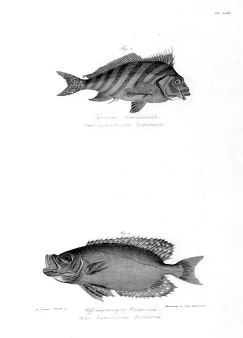 Из Атласа к путешествию вокруг света капитана Крузенштерна ВТ Тилезиуса - фото 49