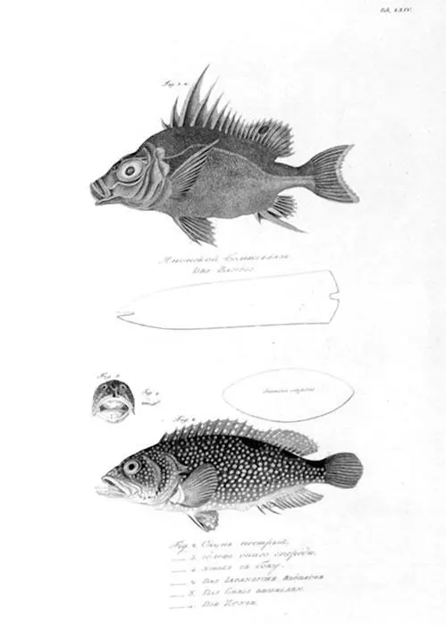 Из Атласа к путешествию вокруг света капитана Крузенштерна ВТ Тилезиуса - фото 50