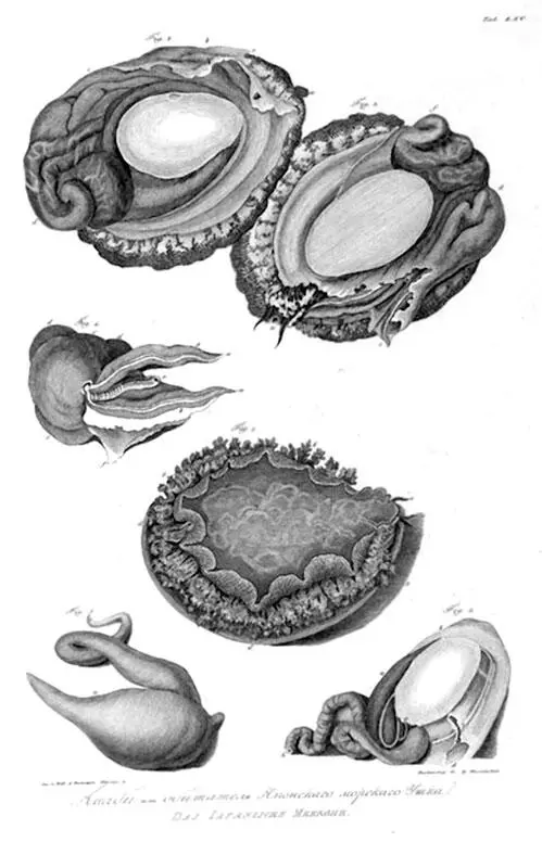 Из Атласа к путешествию вокруг света капитана Крузенштерна ВТ Тилезиуса - фото 51