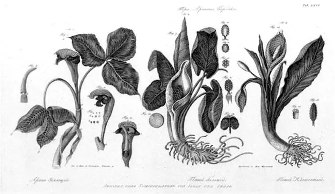 Из Атласа к путешествию вокруг света капитана Крузенштерна ВТ Тилезиуса - фото 52