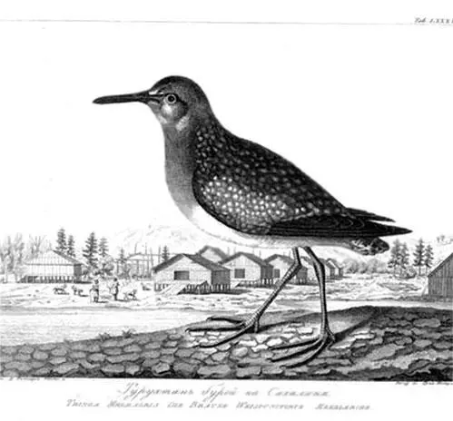 Из Атласа к путешествию вокруг света капитана Крузенштерна ВТ Тилезиуса - фото 61