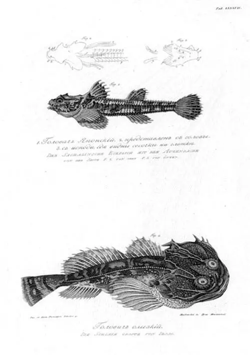 Из Атласа к путешествию вокруг света капитана Крузенштерна ВТ Тилезиуса - фото 63