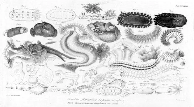 Из Атласа к путешествию вокруг света капитана Крузенштерна ВТ Тилезиуса - фото 65