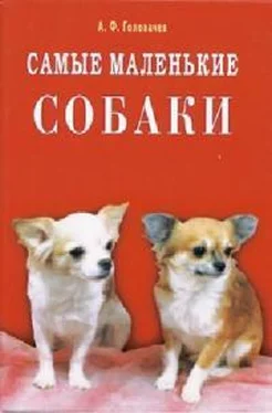 Александр Головачев Самые маленькие собаки обложка книги