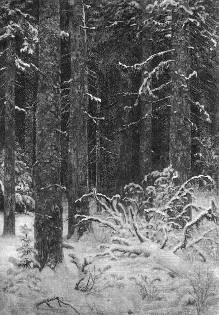 Дремучий лес Офорт И И Шишкина 1885 г Государственная Третьяковская - фото 9