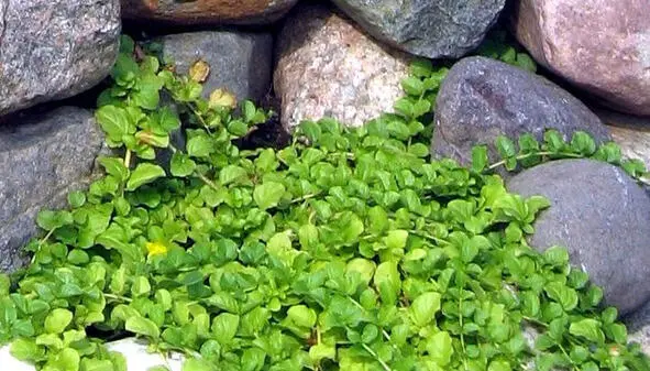 Вербейник монетчатый Вероника Veronica filiformis Этот почвопокровник - фото 27