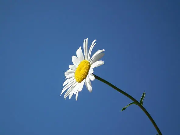 12122010 Чаровница счаровала Чаровница счаровала Зачарованный живу - фото 22