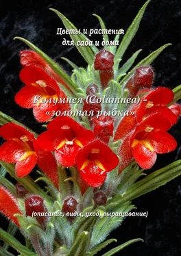 Федор Кольцов Колумнея (Columnea) – «золотая рыбка» обложка книги