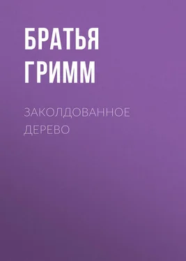 Якоб и Вильгельм Гримм Заколдованное дерево обложка книги