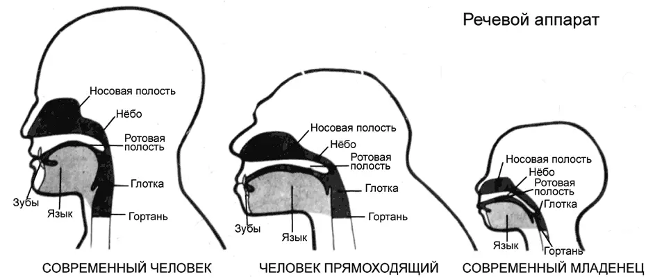 Рис 2К проблеме эволюции и онтогенеза голосового аппарата человека по Блум - фото 2