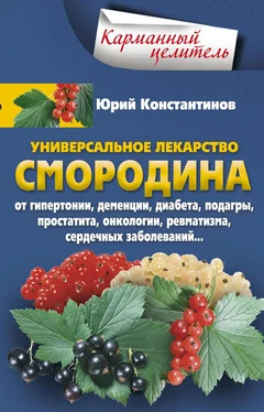 Юрий Константинов Универсальное лекарство смородина. От гипертонии, деменции, диабета, подагры, простатита, онкологии, ревматизма, сердечных заболеваний… обложка книги