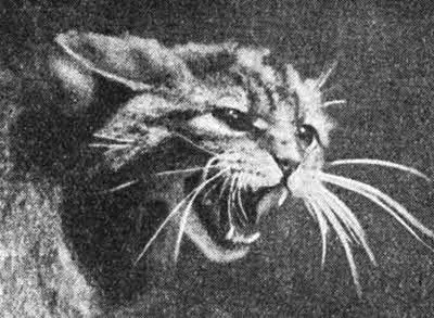 Шотландская дикая кошка в гневе Хищные кошки даже в раннем детстве лишены - фото 45