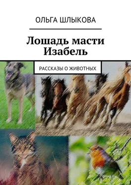 Ольга Шлыкова Лошадь масти Изабель. Рассказы о животных обложка книги