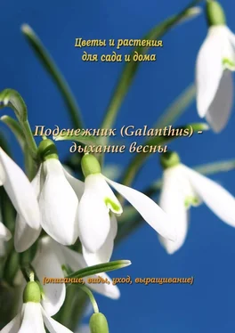 Федор Кольцов Подснежник (Galanthus) – дыхание весны обложка книги