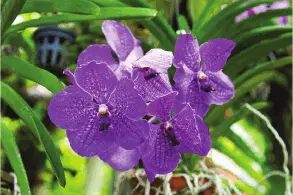 Род Онцидиум Oncidium Один из крупнейших родов семейства состоящий примерно - фото 15