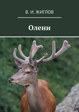 В. Жиглов Олени обложка книги