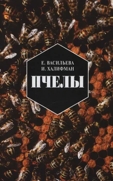 Евгения Васильева Пчелы. Повесть о биологии пчелиной семьи и победах науки о пчелах обложка книги