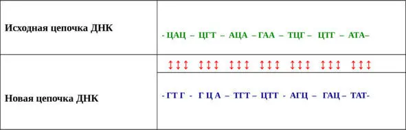 Вертикальная двусторонняя стрелка указывает на изменения нуклеотидного состава - фото 6