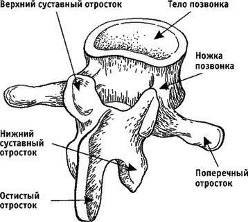 Рис 2 Строение позвонка Тело позвонка напоминает по своему строению - фото 2
