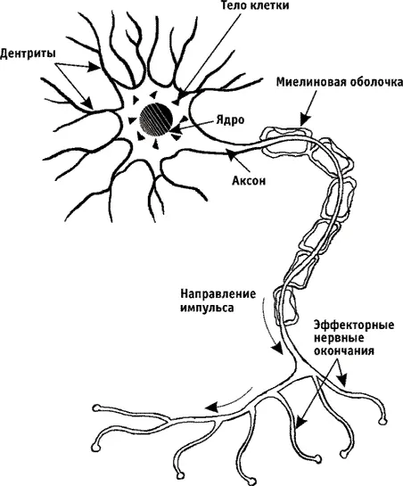 Рис 5 Нервная клетка С точки зрения кибернетики живой организм это - фото 5