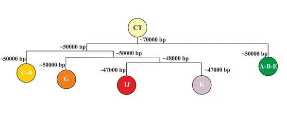 Рис22 Схема разделения исходного языка носителей yгаплогруппы CT на основные - фото 22