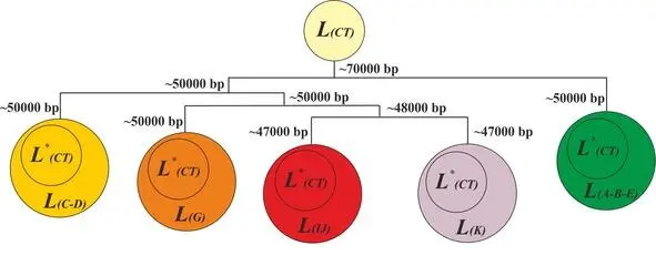 Рис39 Схема трансформации исходного множества L CT до уровня формирования - фото 39