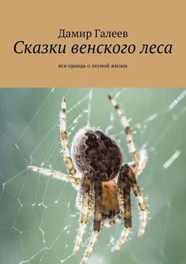 Дамир Галеев Сказки венского леса. Вся правда о лесной жизни обложка книги