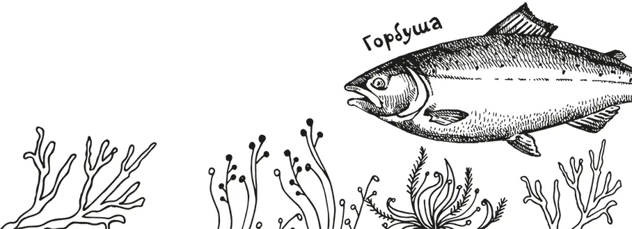 На скалах гнездятся морские птицы Особенно славится гага Она выстилает гнездо - фото 8