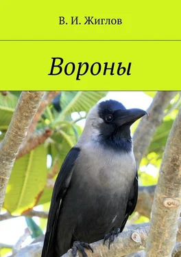 В. Жиглов Вороны обложка книги