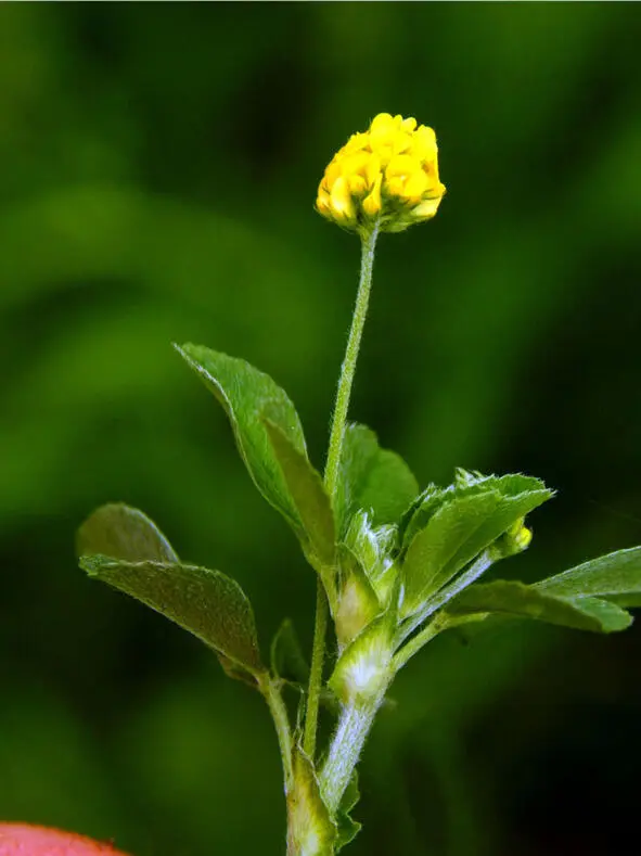 Люцерна хмелевидная маленький луговой хмель Medicago lupulina Люцерна - фото 1