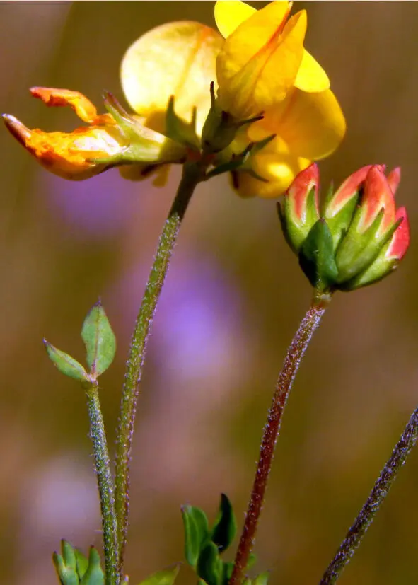 Лядвенец рогатый корм для домашних животных Lotus corniculatus Лядвенець - фото 12