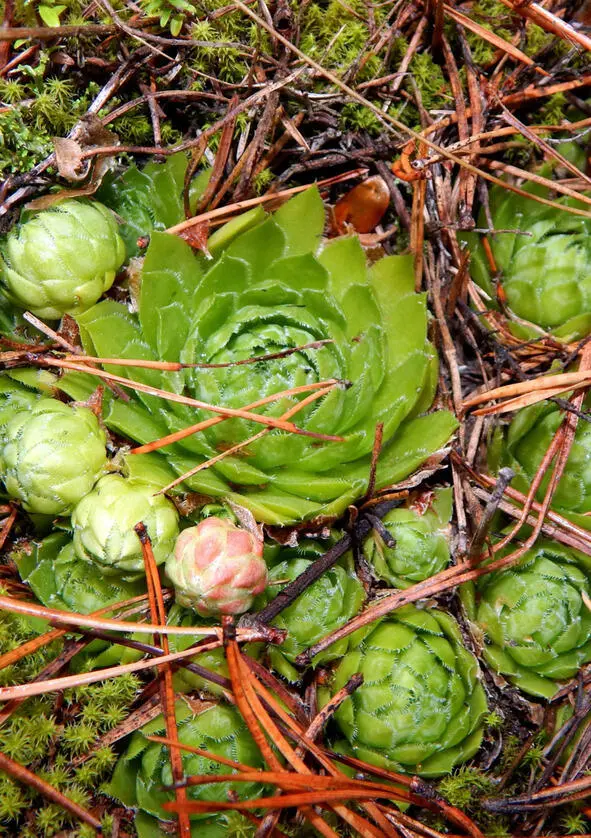 Молодило русское кактус Украины Sempervivum ruthenicum Молодило руське - фото 33