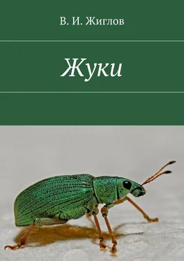 В. Жиглов Жуки обложка книги