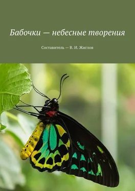 В. Жиглов Бабочки – небесные творения обложка книги